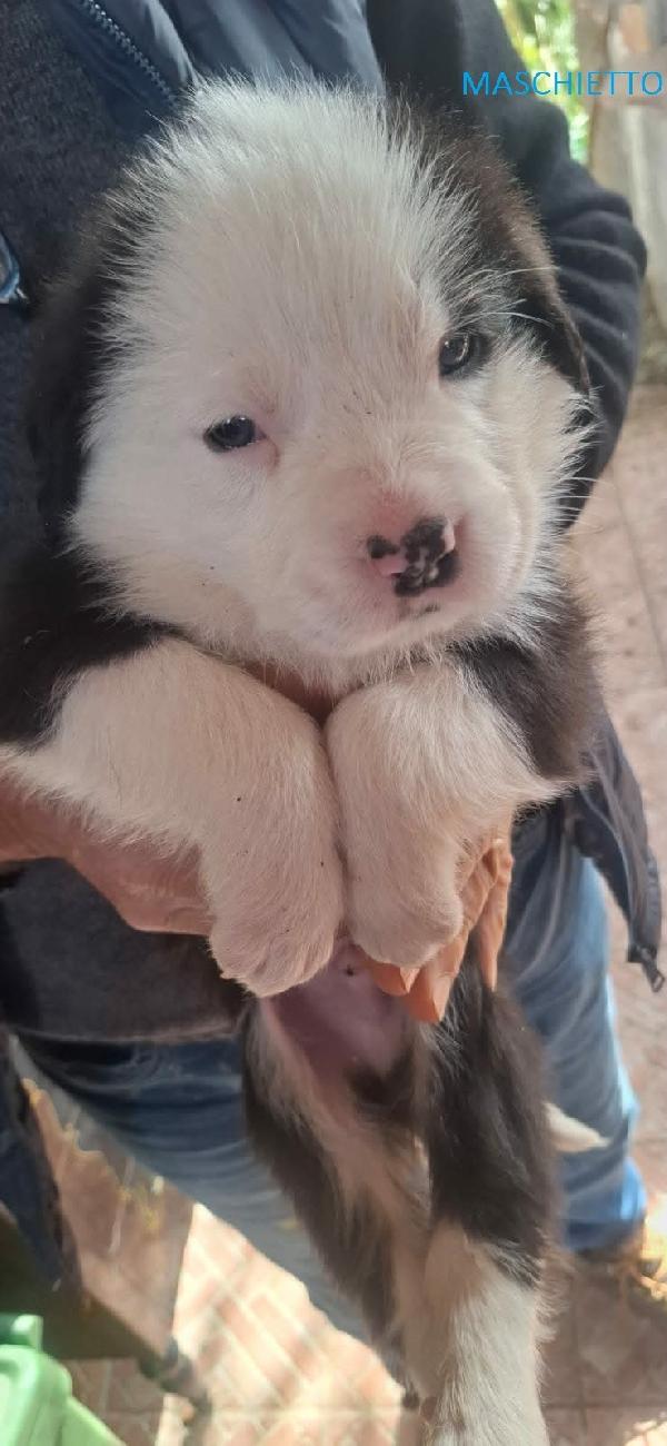 8 STUPENDI CUCCIOLI Foto 8