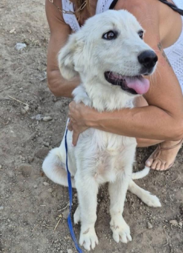 Ciccio Recuperato Conciato 1Anno Fa. Calabria Sos