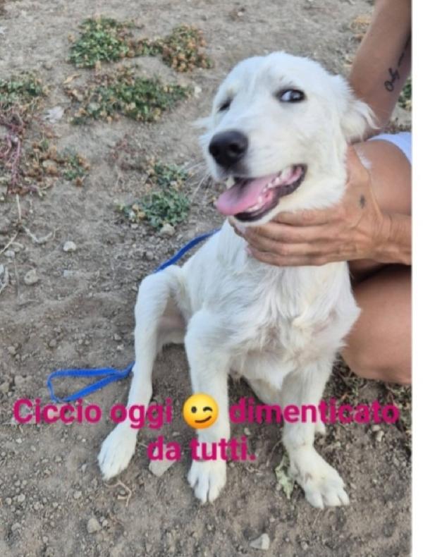 Ciccio recuperato conciato 1anno fa. CALABRIA SOS Foto 2