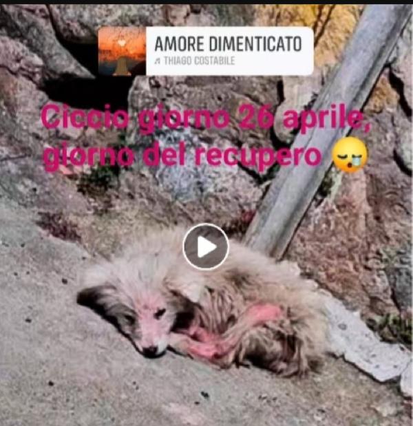 Ciccio recuperato conciato 1anno fa. CALABRIA SOS Foto 3