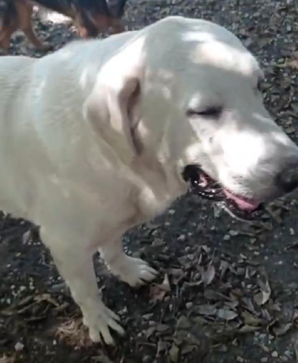 Labrador adulto IN CANILE DA TROPPO!!NAPOLI Foto 2