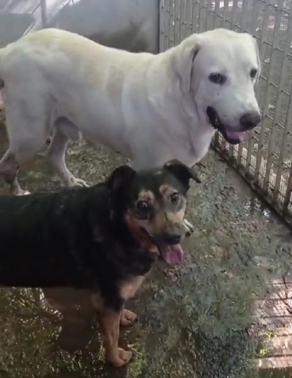 Labrador adulto IN CANILE DA TROPPO!!NAPOLI Foto 5