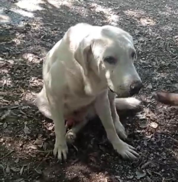 Labrador adulto IN CANILE DA TROPPO!!NAPOLI Foto 6