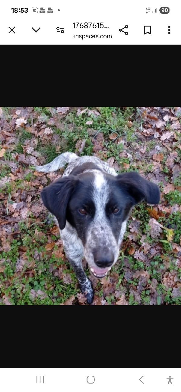 Bons anziano in canile da tanto! SOS VITERBO Foto 2