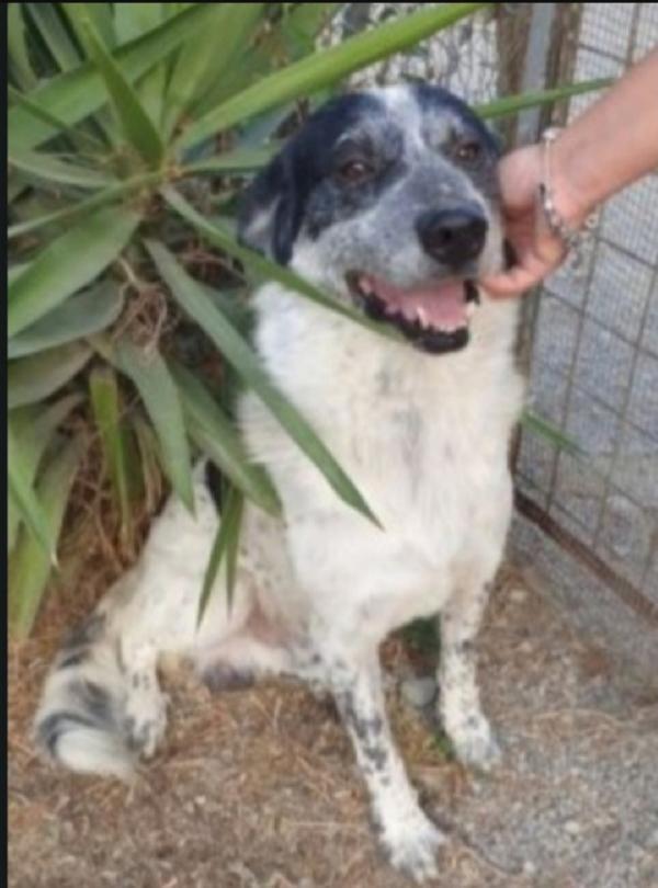 Barù 5Anni Entrato Cucciolo Con La Mamma In Canile.calabria