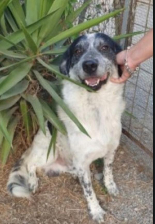 Barù 5anni entrato cucciolo con la mamma in canile.CALABRIA Foto 2