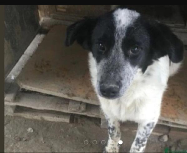 Barù 5anni entrato cucciolo con la mamma in canile.CALABRIA Foto 3