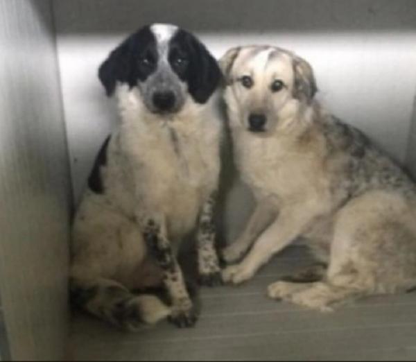 Barù 5anni entrato cucciolo con la mamma in canile.CALABRIA Foto 5