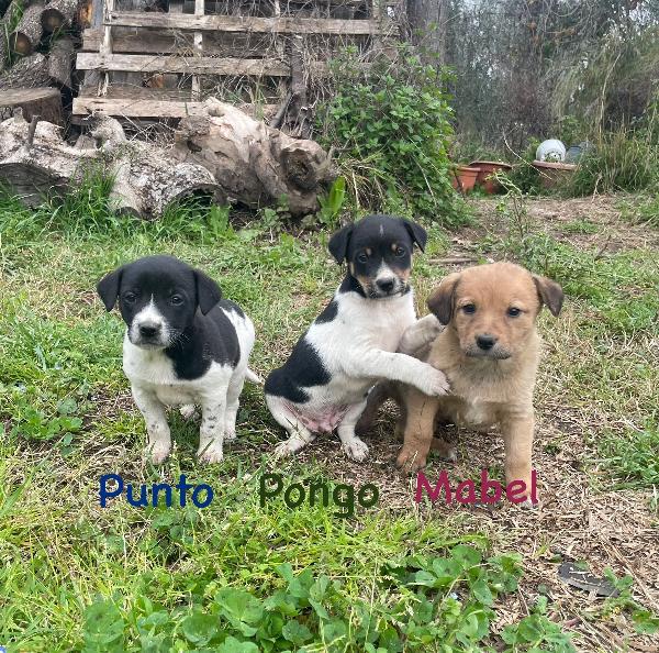 Cuccioli taglia medio piccola 2 mesi Foto 2