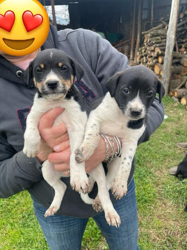 Cuccioli taglia medio piccola 2 mesi Foto 3