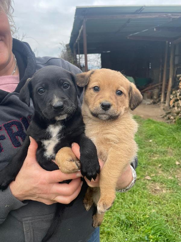 Cuccioli taglia medio piccola 2 mesi Foto 4