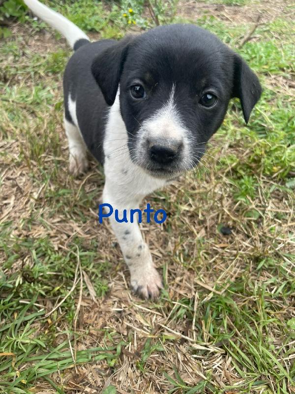 Cuccioli taglia medio piccola 2 mesi Foto 6