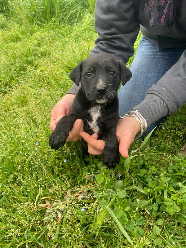 Cuccioli taglia medio piccola 2 mesi Foto 7