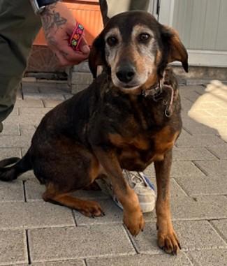 FELICITA'  DOLCISSIMA SEGUGETTA Foto 2