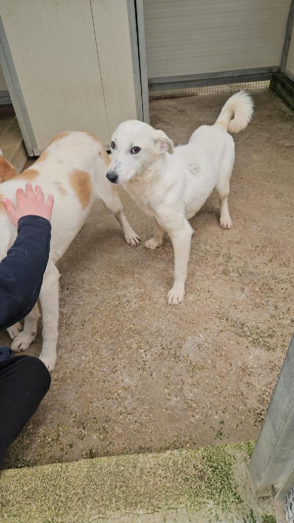 Oipe: docile e socievole. Taglia contenuta Foto 8