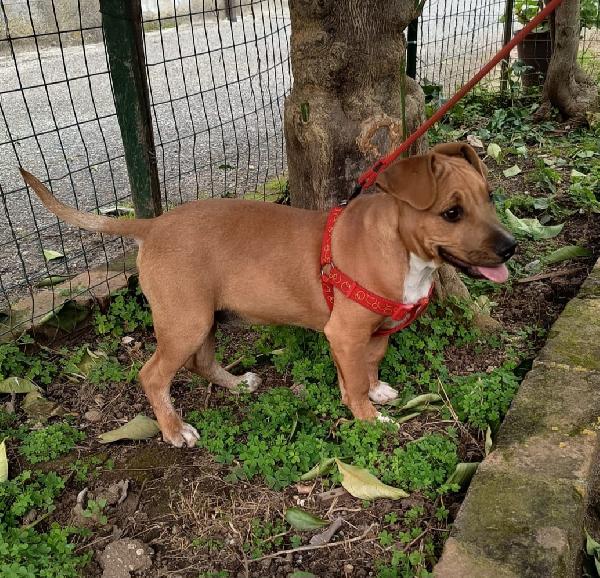 UNA MAMMA PER ARON  Foto 5