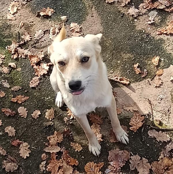 Taglia Piccola Briciola 