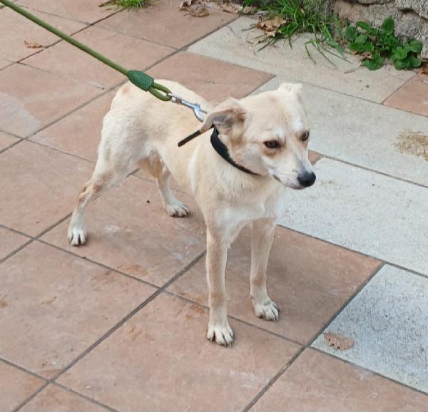 TAGLIA PICCOLA BRICIOLA  Foto 2