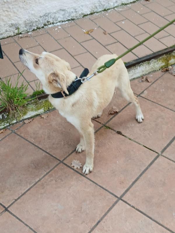 TAGLIA PICCOLA BRICIOLA  Foto 3