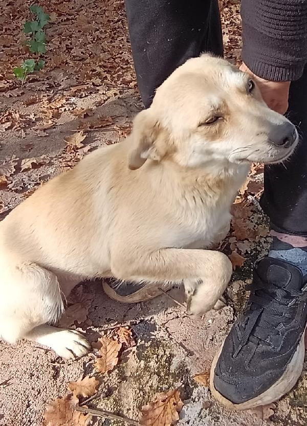 TAGLIA PICCOLA BRICIOLA  Foto 4