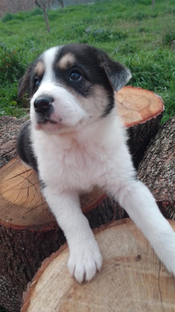 Rose Splendida Cucciola Simil Border Collie 