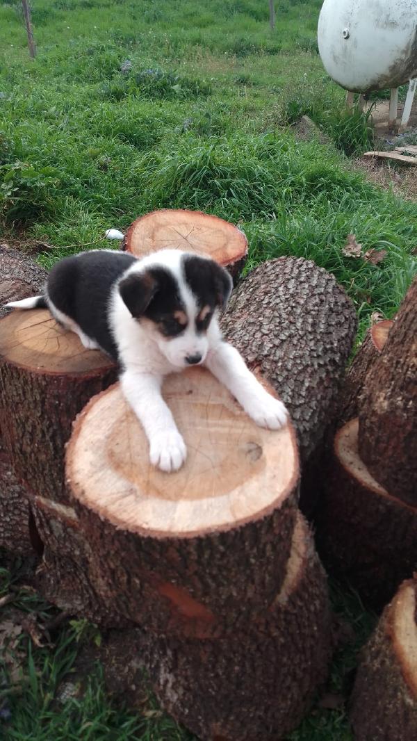 ROSE SPLENDIDA CUCCIOLA SIMIL BORDER COLLIE  Foto 2
