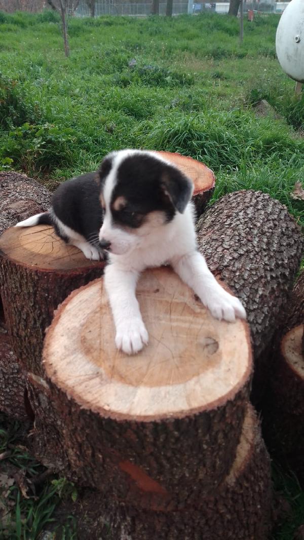 ROSE SPLENDIDA CUCCIOLA SIMIL BORDER COLLIE  Foto 3