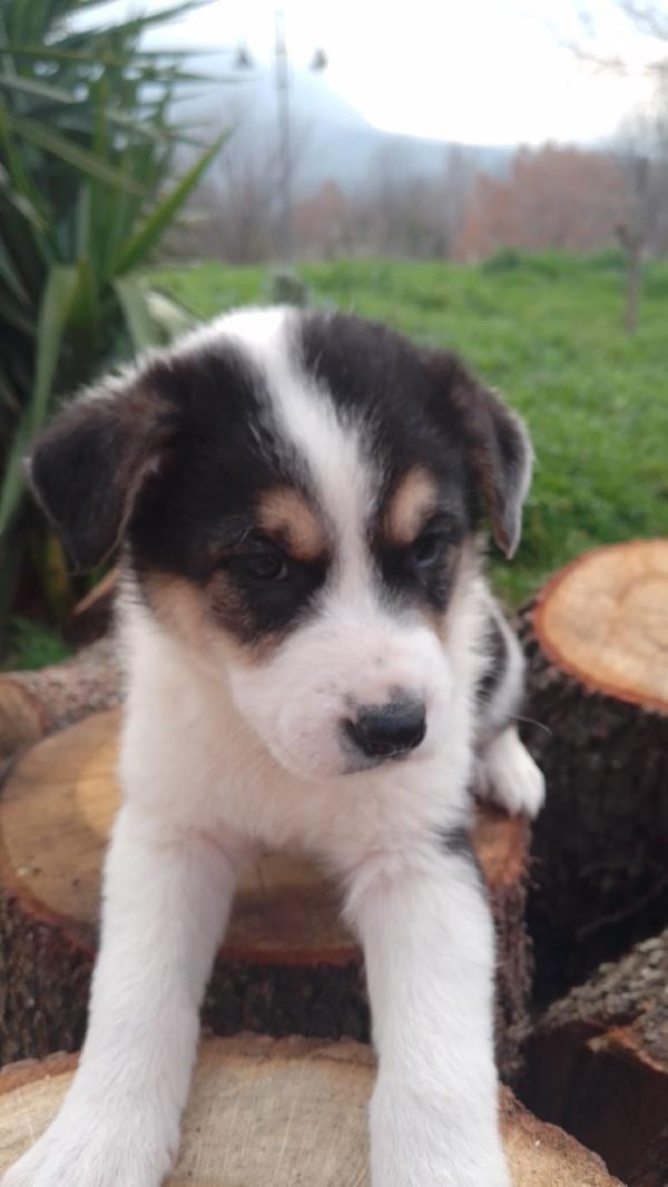 ROSE SPLENDIDA CUCCIOLA SIMIL BORDER COLLIE  Foto 4