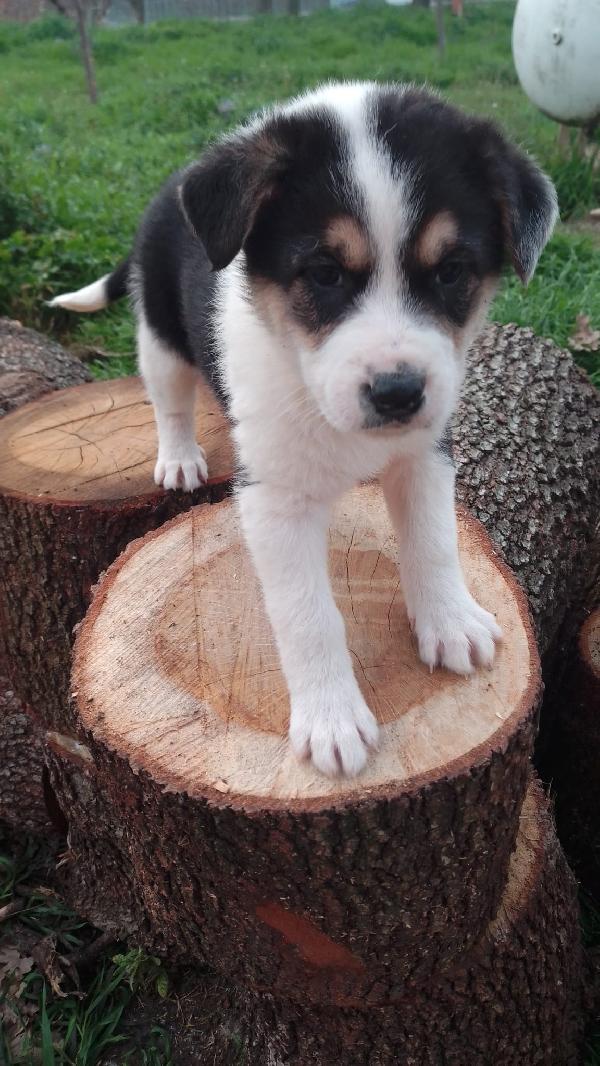 ROSE SPLENDIDA CUCCIOLA SIMIL BORDER COLLIE  Foto 6