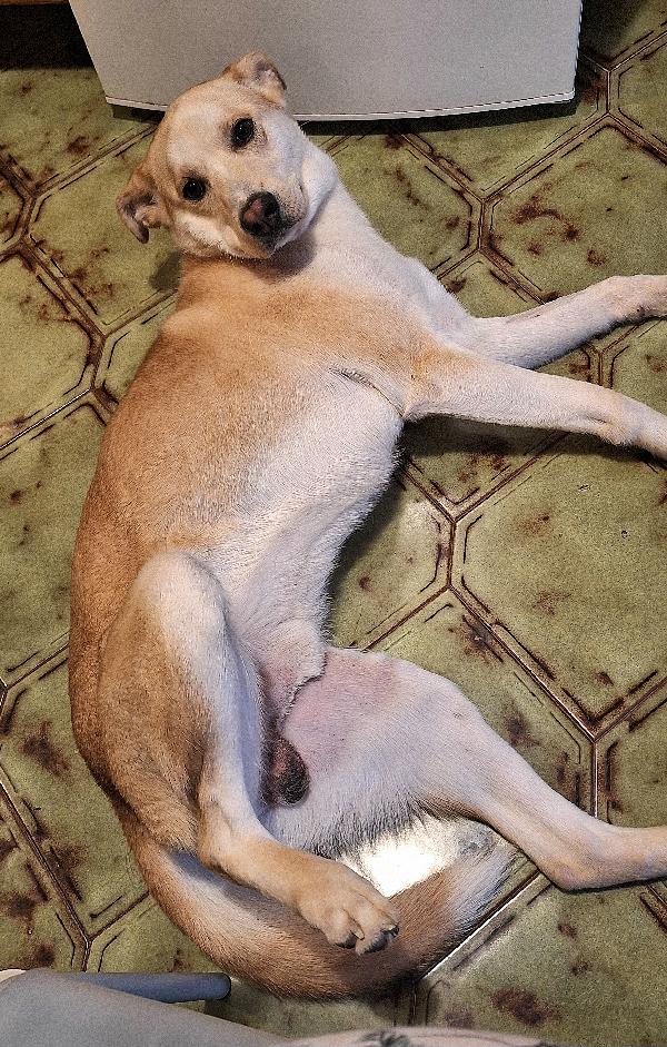 Nuccio 1 anno taglia media  Foto 2