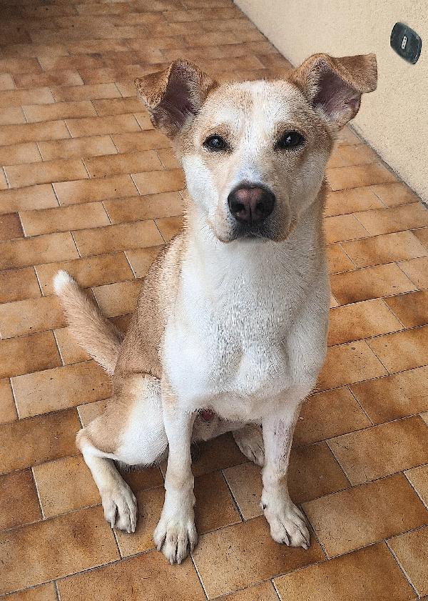 Nuccio 1 anno taglia media  Foto 3