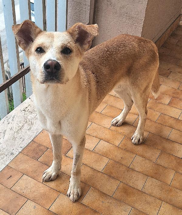 Nuccio 1 anno taglia media  Foto 4