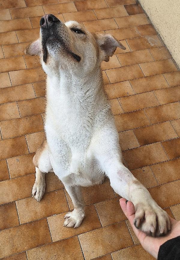 Nuccio 1 anno taglia media  Foto 5