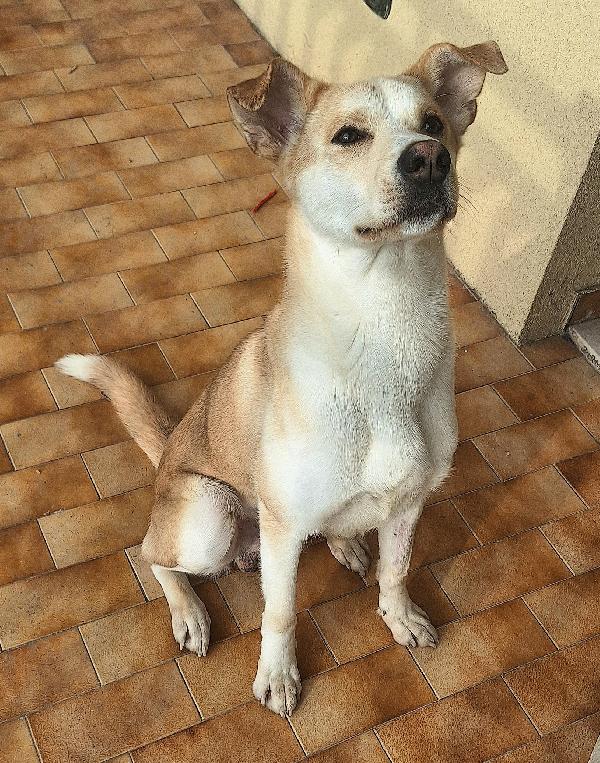 Nuccio 1 anno taglia media  Foto 6