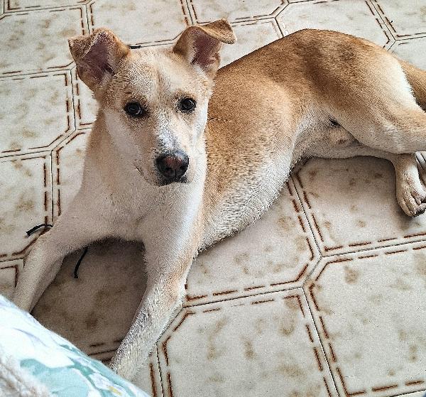 Nuccio 1 anno taglia media  Foto 7