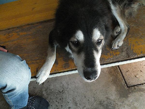 Homer buono e coccolone Foto 3