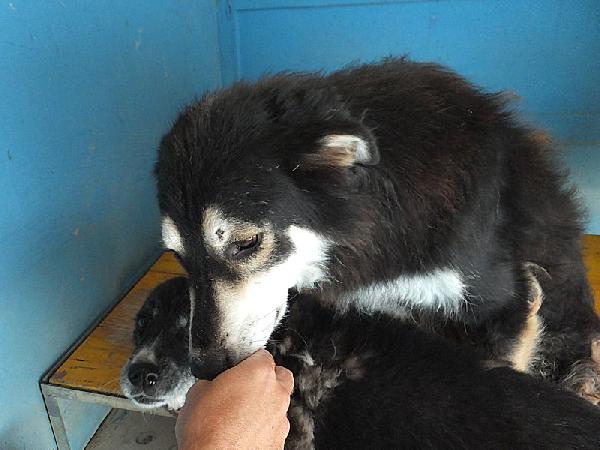 Homer buono e coccolone Foto 5