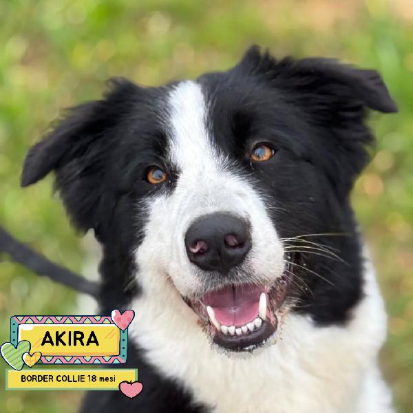 Akira - Border Collie Cerca Casa - In Adozione 