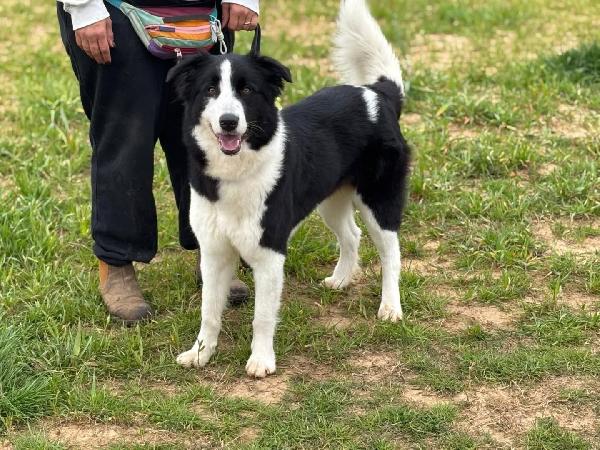 AKIRA - border collie cerca casa - in adozione  Foto 3