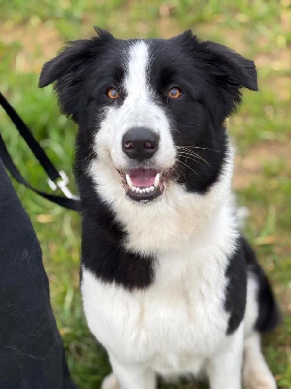 AKIRA - border collie cerca casa - in adozione  Foto 4