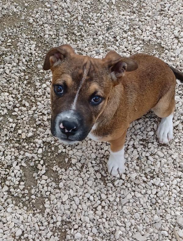 Il Simpatico E Tenero Choco