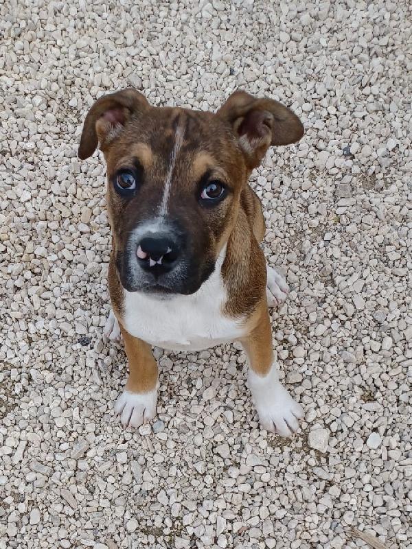 IL SIMPATICO E TENERO CHOCO Foto 2