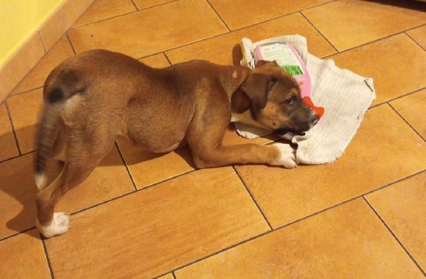 IL SIMPATICO E TENERO CHOCO Foto 4