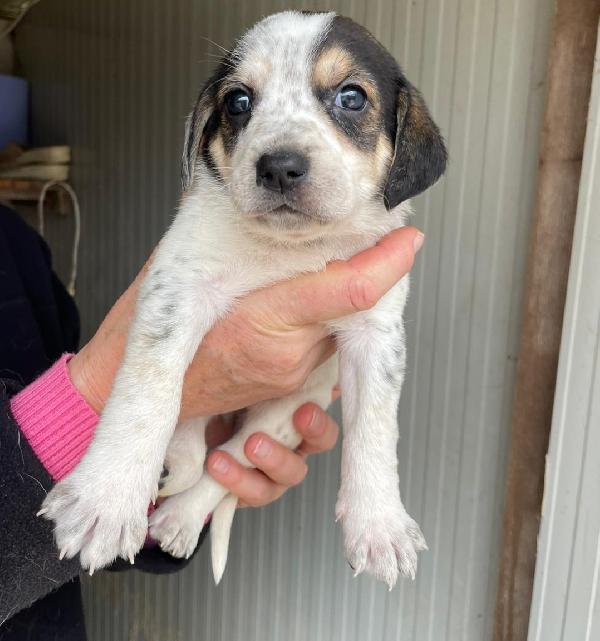 HALLEY TENERA SEGUGINA Foto 2