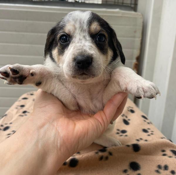 HALLEY TENERA SEGUGINA Foto 3