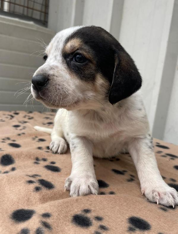 HALLEY TENERA SEGUGINA Foto 4