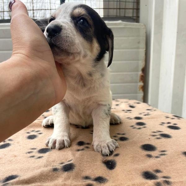 HALLEY TENERA SEGUGINA Foto 5