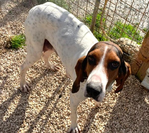 HALLEY TENERA SEGUGINA Foto 6