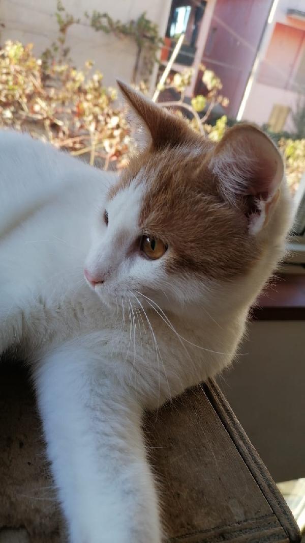 Pooh gattino di 7 mesi  Foto 4