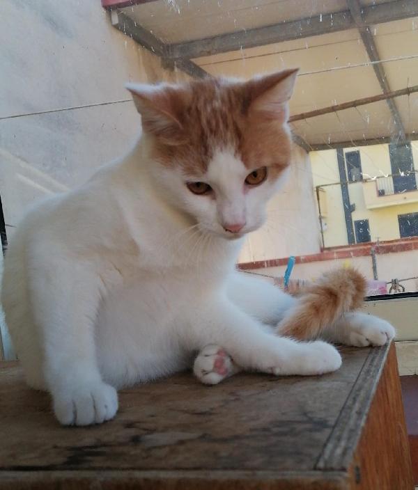 Pooh gattino di 7 mesi  Foto 5